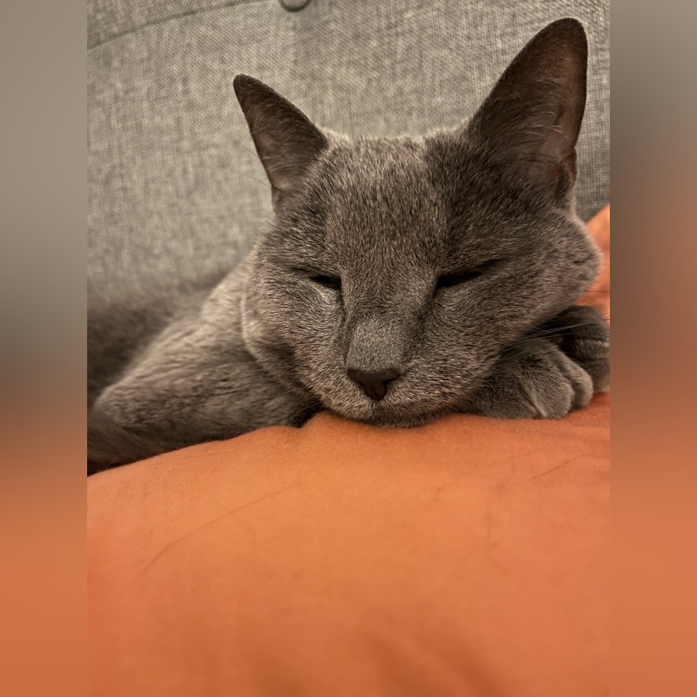 🐊 Live Listing - Picture 14 of 16